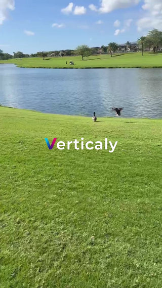 湖畔の芝生、鳥の飛翔