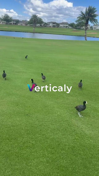 芝生を歩く鳥たち