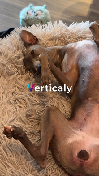 愛犬とまったり、くつろぎタイム