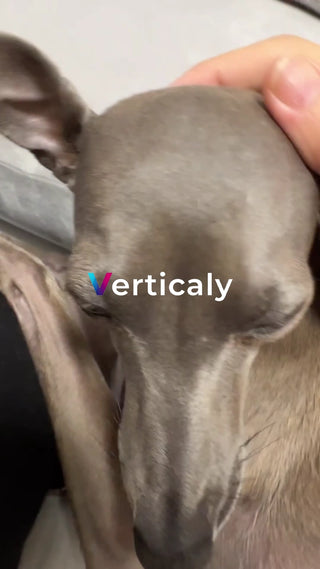 愛犬のまったりタイム