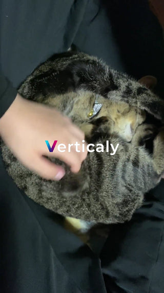 猫を撫でる、穏やかな時間