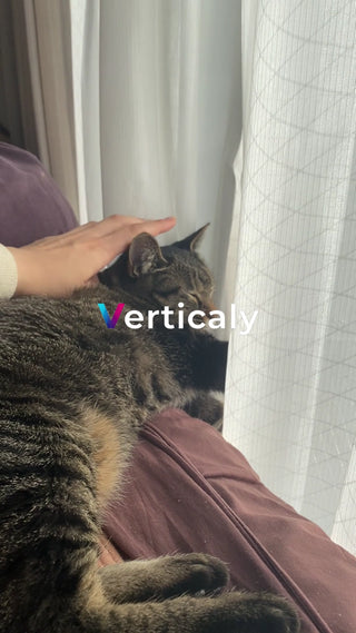 猫と過ごす午後のひととき