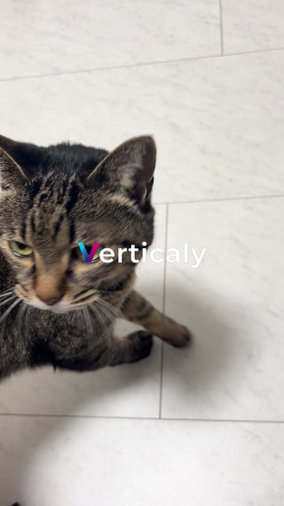 猫と過ごす穏やかな時間