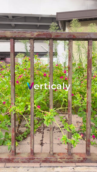 花咲く庭園、錆びた柵越し