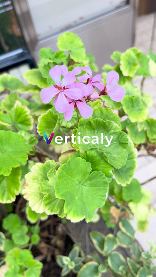 花咲くゼラニウム