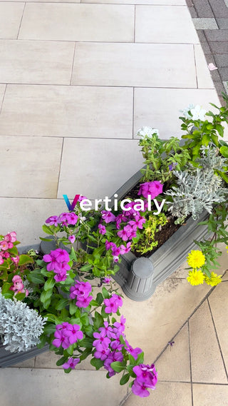 色とりどりの花、ガーデニング