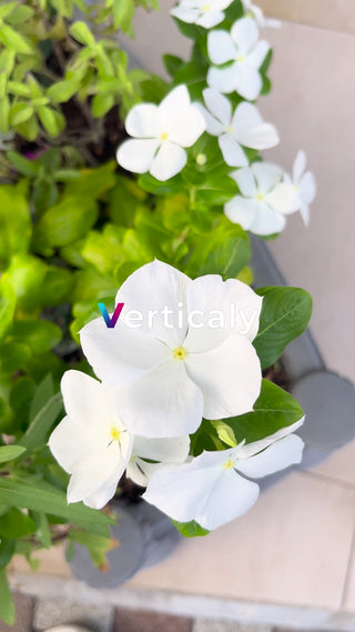 白い花、太陽の下で