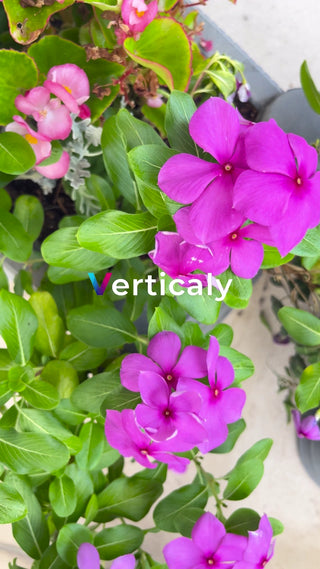 ピンクの花、鮮やかな色彩