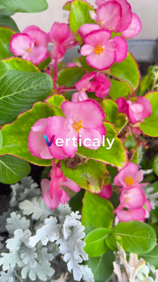 ピンクの花咲く庭