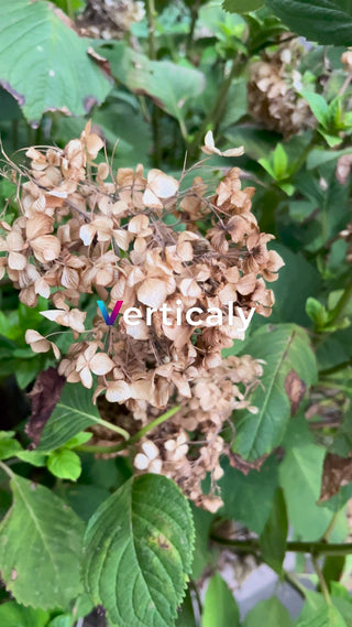 枯れた紫陽花、夏の終わり