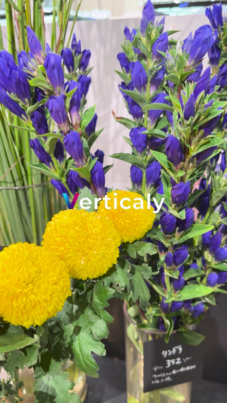 Collaboration of purple flowers and yellow flowers