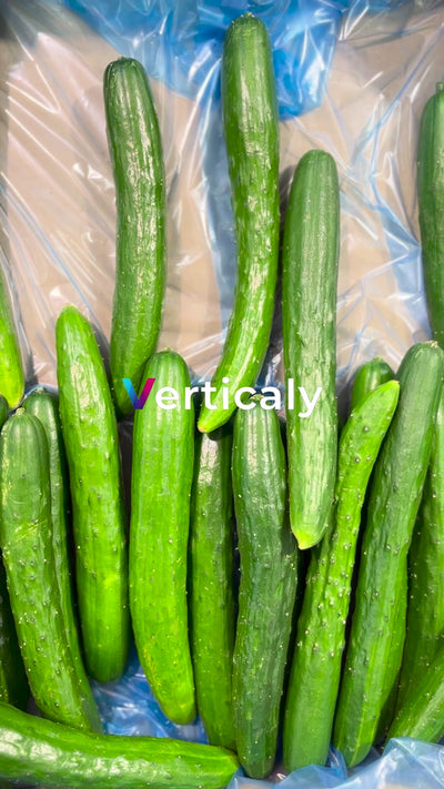 Fresh cucumbers, blue background