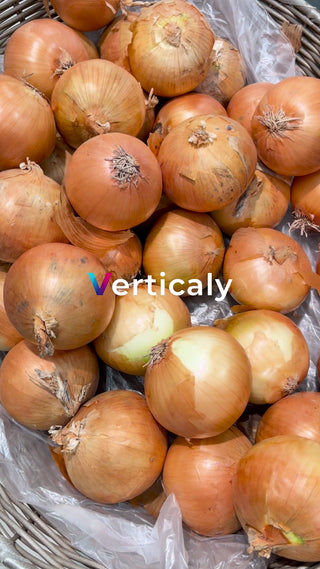 玉ねぎの山、大量ストック