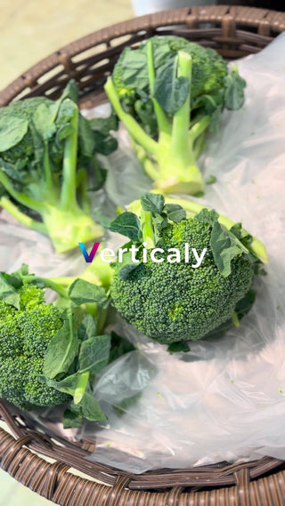 新鮮なブロッコリー