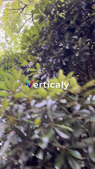 木漏れ日の森林浴