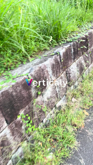 石垣と緑、夏の風景
