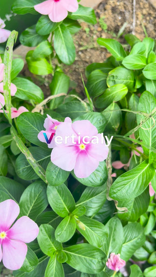 Pink flowers, leaves and greenery