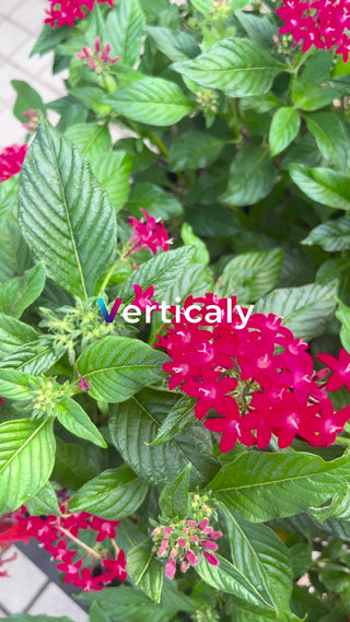 鮮やかな赤い花