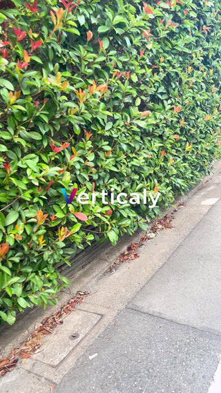 生い茂る緑の垣根