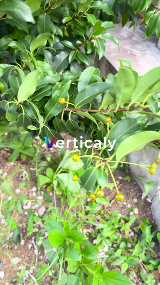 新緑の木々と黄色い実