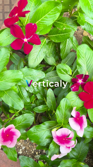 色とりどりの花々、鮮やかに