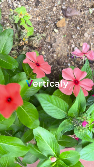 ピンクの花、緑の葉