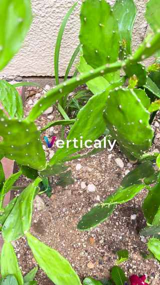 多肉植物、緑の葉の質感