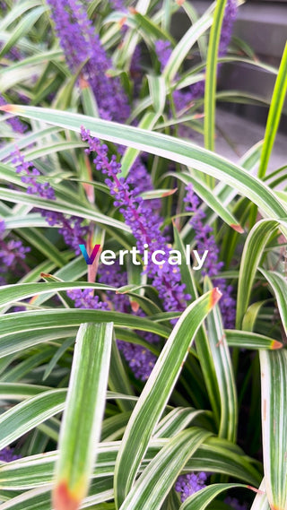 紫色の花、緑の葉