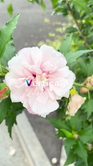 ピンクの花、優しい彩り