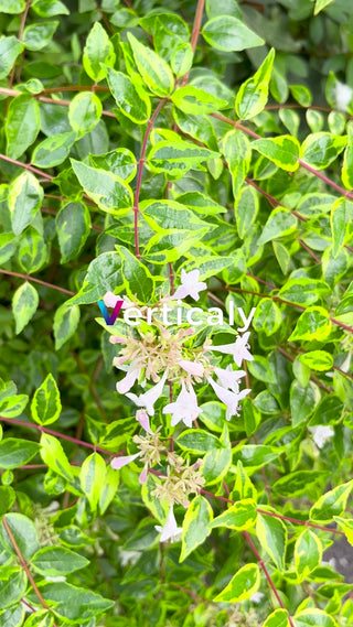 葉のコントラスト、鮮やか