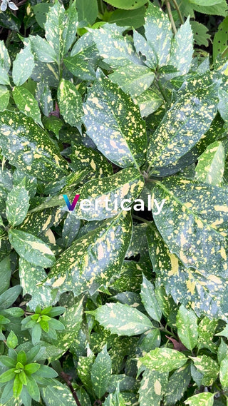 葉の模様、自然の美しさ