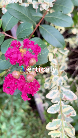 ピンクの花、咲き誇る