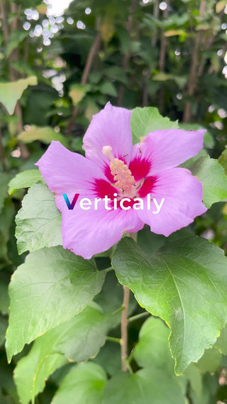 紫色の花、太陽の下で