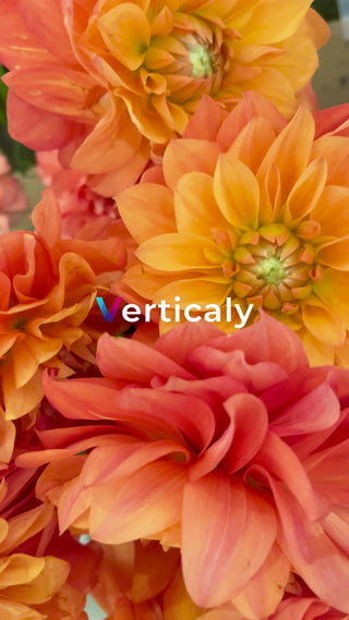 オレンジ色のダリアの花束