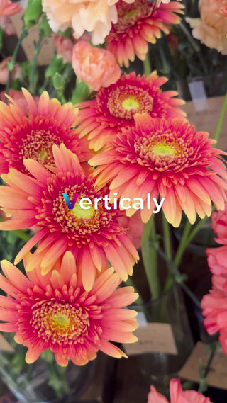 gorgeous gerbera bouquet