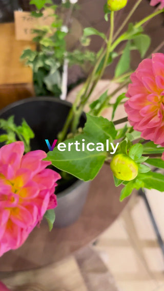 Pink flowers blooming, a calm afternoon