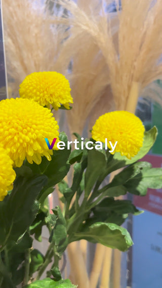 Beautiful appearance of yellow flowers