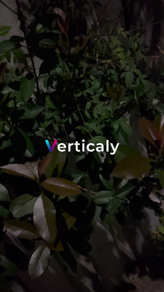 緑葉の隙間から