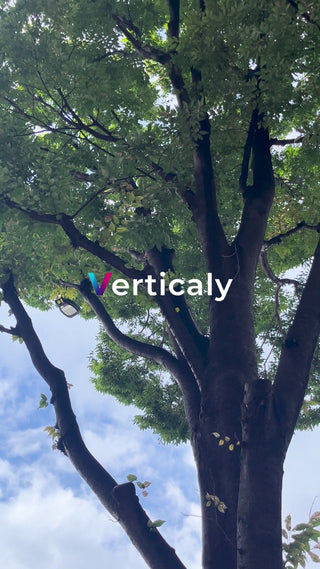 木漏れ日の下、都会の風景