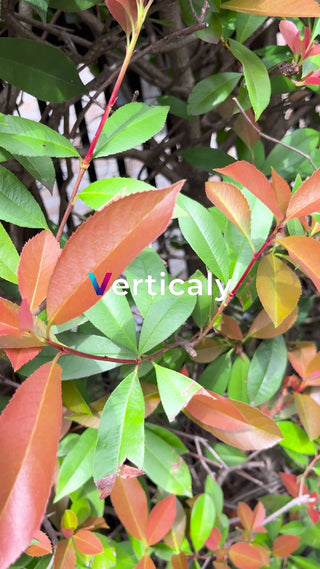 新緑の葉、生命力感じる