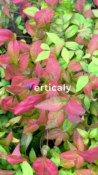 紅葉の美しい庭