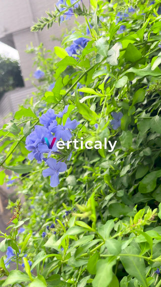 紫の花と緑葉のコントラスト