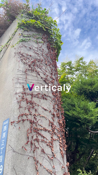 蔦の絡まる建造物