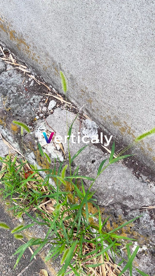 雑草とコンクリートの隙間