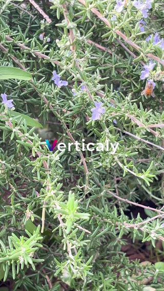 ローズマリーの花とミツバチ