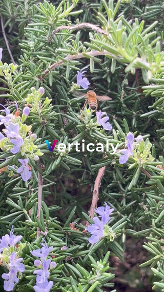 ミツバチ、ローズマリーの花に