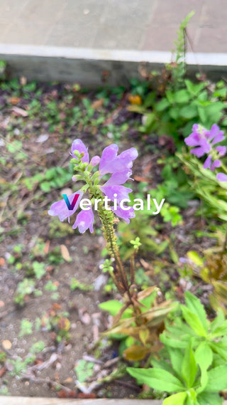 紫色の花のアップ