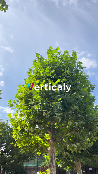 青空と緑の葉、夏の風景
