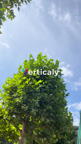 緑葉の樹木と青空