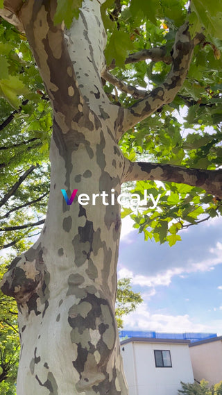 都会の木、空を見上げて